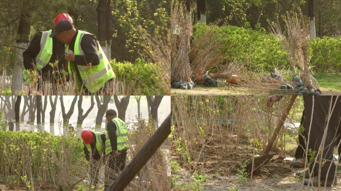绿化园林工人修剪树枝补种树苗辛勤的园丁