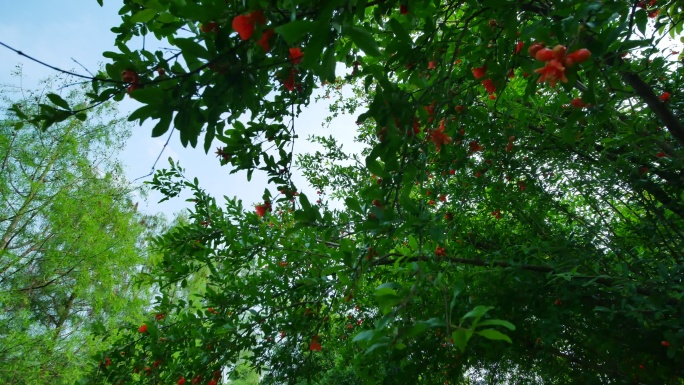 石榴树开花石榴花