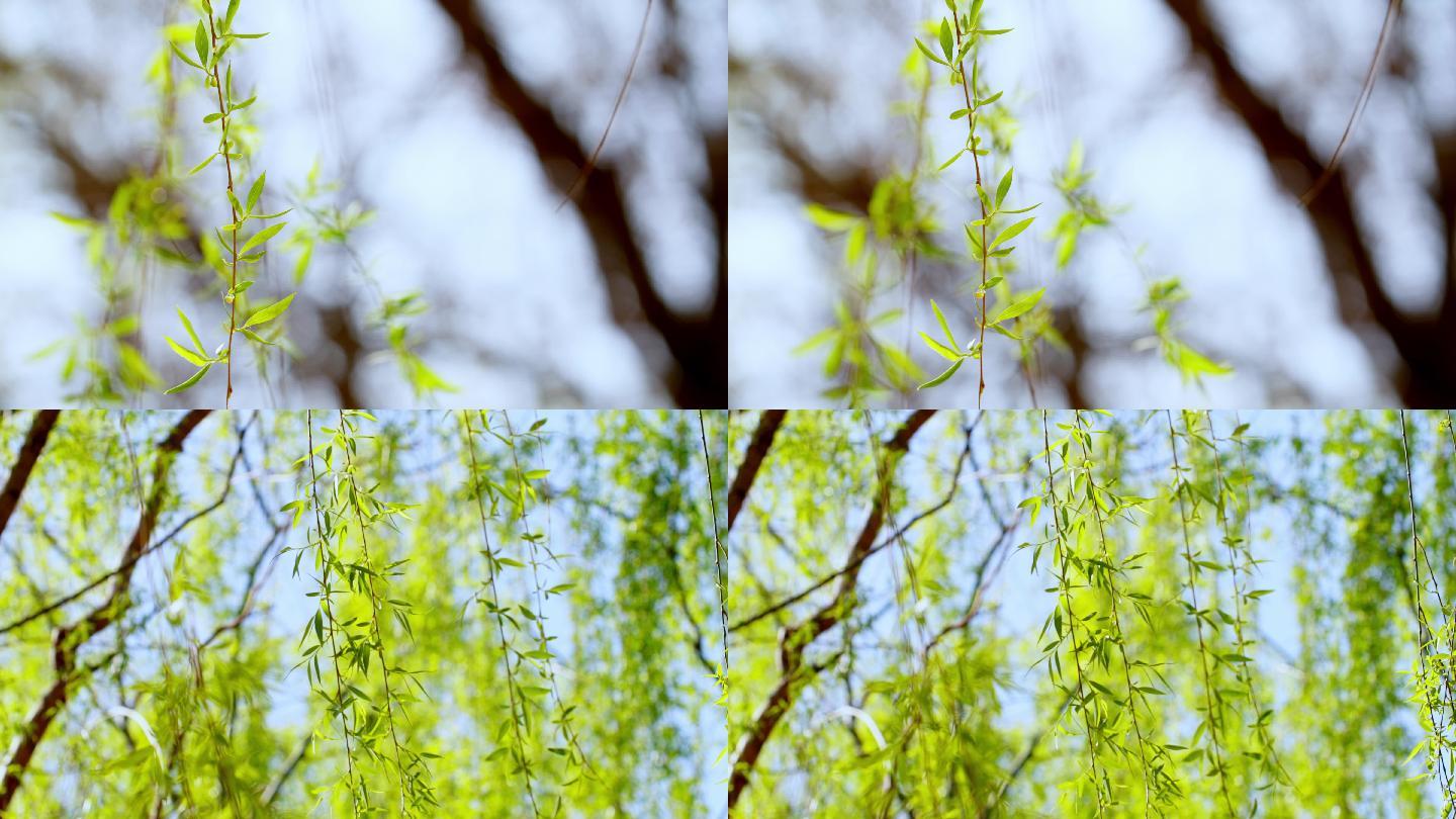 春天柳条发芽特写