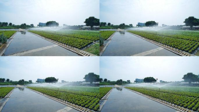 鲜花培育种植基地苗圃