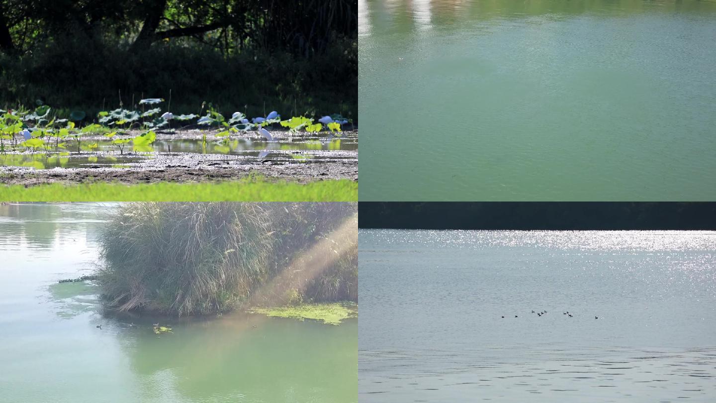 湿地公园野生水鸟野鸭子