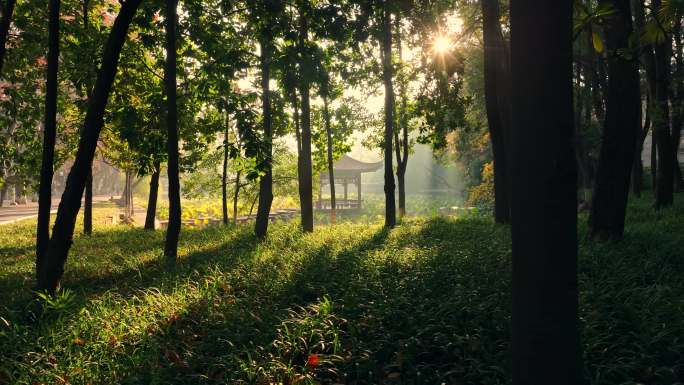 阳光洒进树林，绝美风光治愈系风景，小亭子