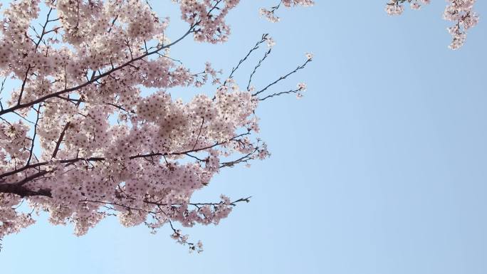 樱花  粉色樱花 武汉樱花 青岛樱花