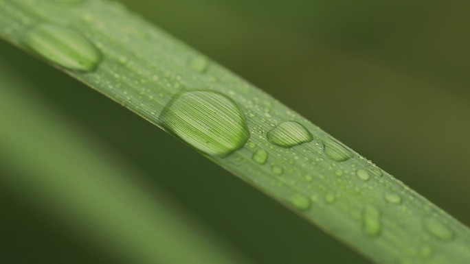 白露，节气素材