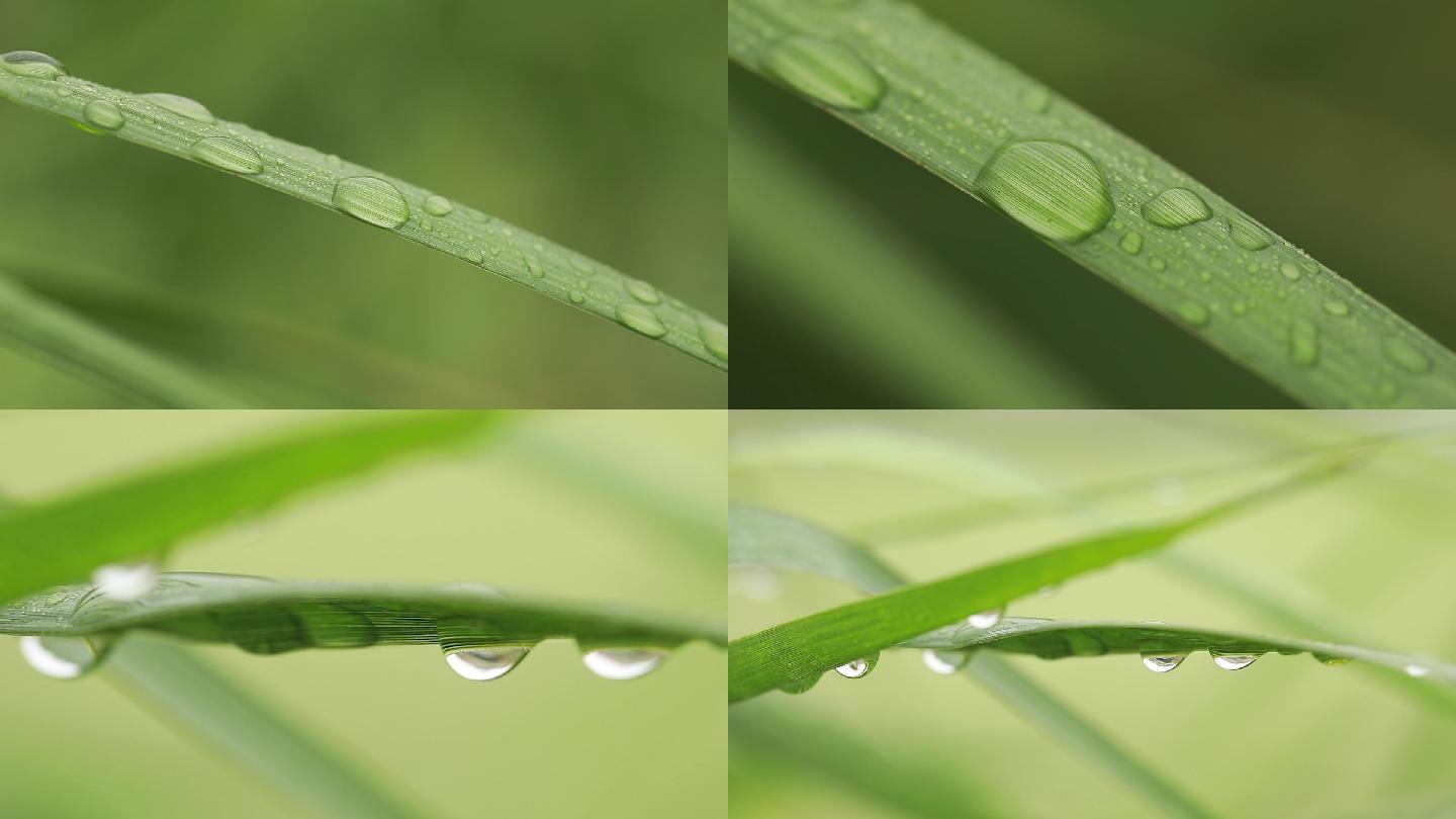 白露，节气素材