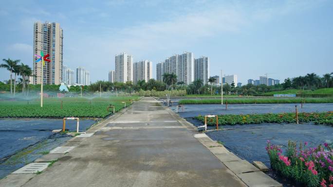 鲜花培育种植基地苗圃