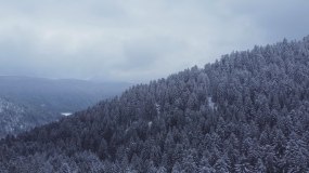 航拍雪景冬季森林雪松视频素材