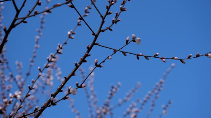 初春桃花苞在枝头