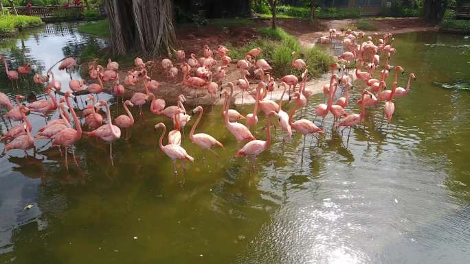 海南澄迈县红树湾湿地公园火烈鸟4K素材
