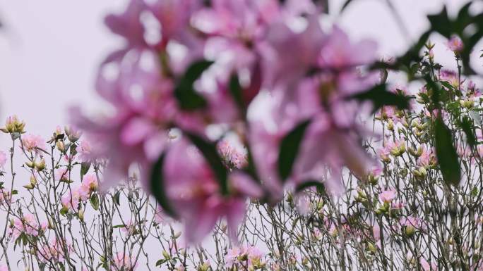 映山红 杜鹃花