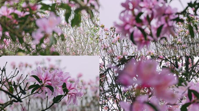 映山红 杜鹃花