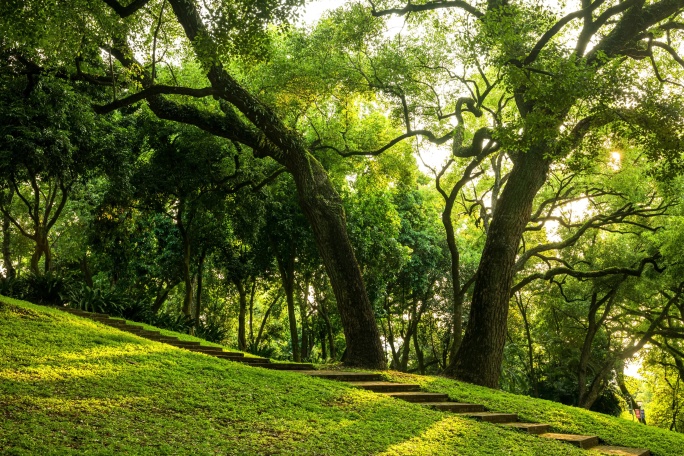 阳光照射在林荫草地上延时摄影