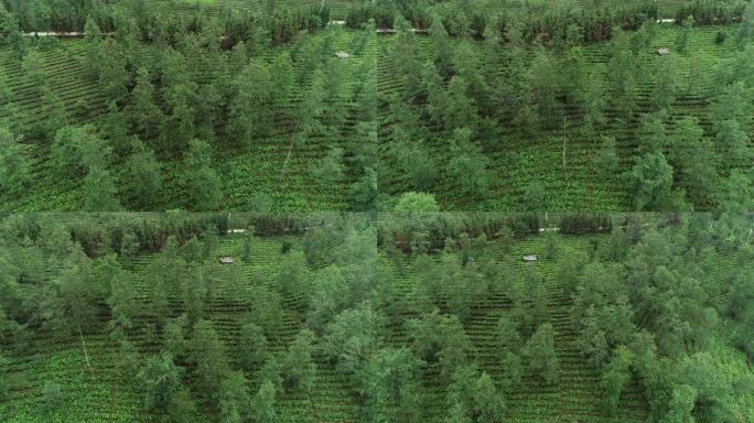 航拍茶地