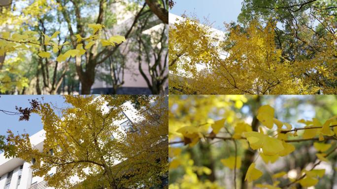 银杏树的叶子黄了