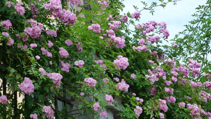 盛开的蔷薇花围墙