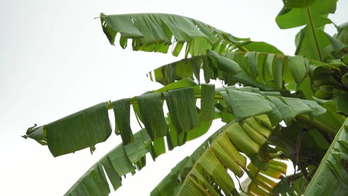 雨打芭蕉视频素材