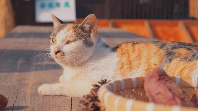 猫咪田园生活撸猫烤红薯升格阳光惬意暖洋洋