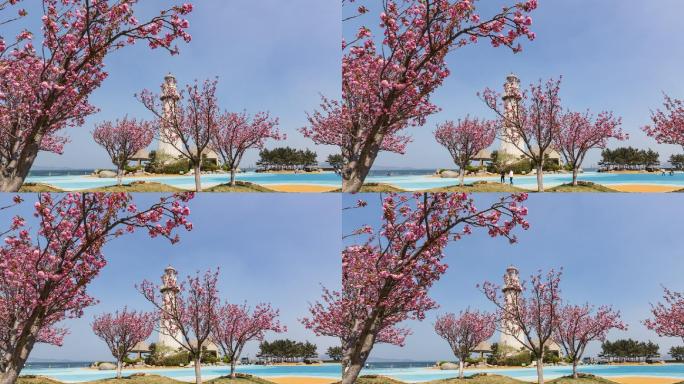 威海 悦海公园 风中的樱花与灯塔