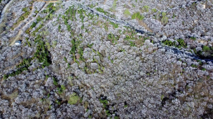 [4K]航拍素材.长城脚下山花烂漫