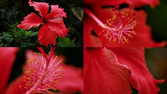 花卉微距 朱槿花 鲜花