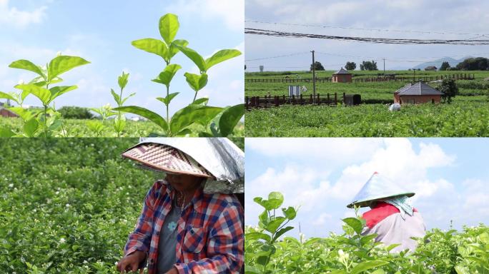 花农摘茉莉花唯美空境横县茉莉花