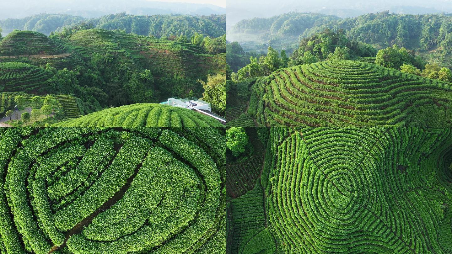 唯美茶园风光川茶基地名山茶园梯田