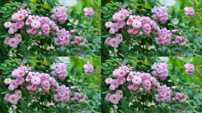 围墙上盛开的蔷薇花