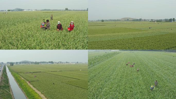 【4K】大蒜种植区、滴蒜薹航拍