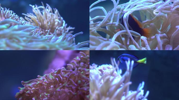 小丑鱼海葵珊瑚