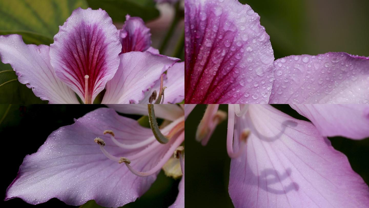 花卉鲜花-洋紫荆