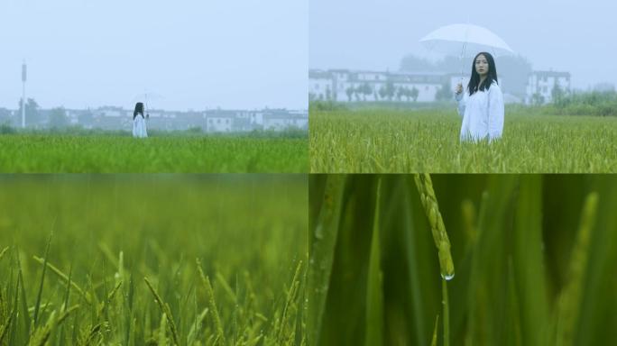 谷雨 雨天美女撑伞在稻田