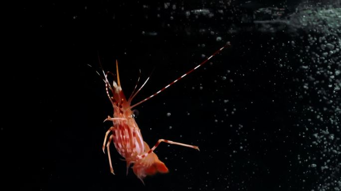 升格拍摄牡丹虾落水瞬间慢动作