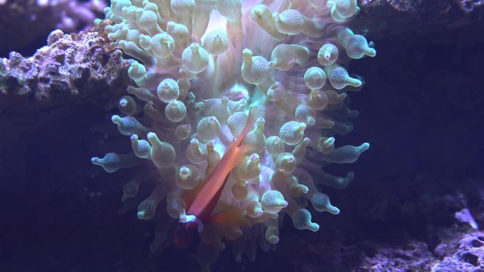 珊瑚中的橙色小丑鱼