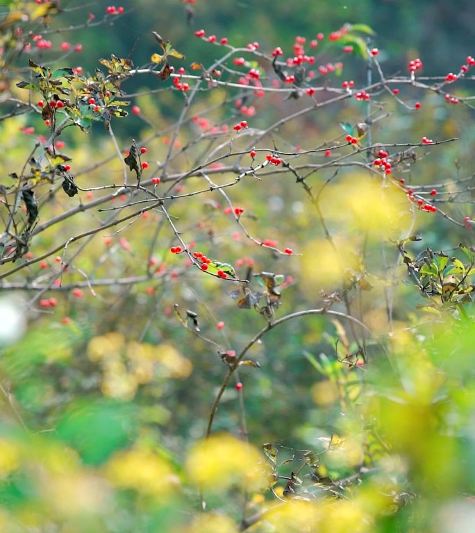 中国北京秋天公园里的红野果