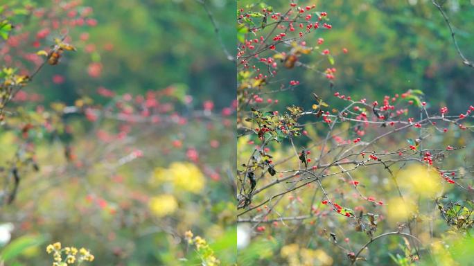 中国北京秋天公园里的红野果