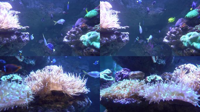海底热带鱼珊瑚