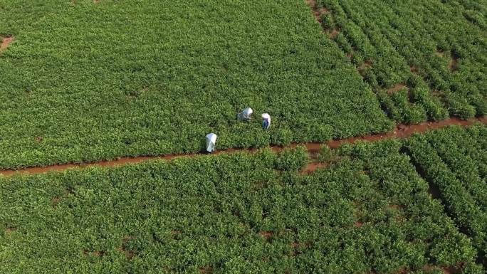 航拍花农摘茉莉花