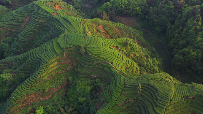 唯美茶园风光川茶基地茶园梯田风景航拍