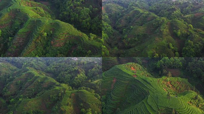 唯美茶园风光川茶基地茶园梯田风景航拍