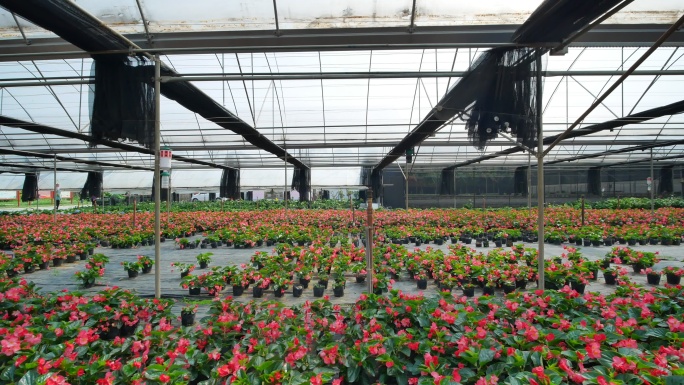 温室大棚鲜花培育种植基地苗圃