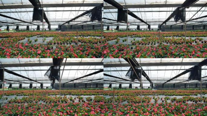 温室大棚鲜花培育种植基地苗圃