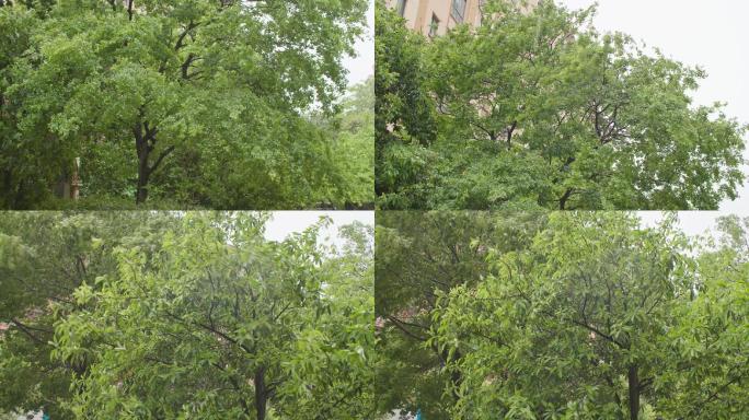 大风下雨树叶被吹动