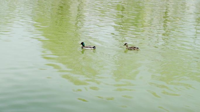 京城槐园 水中的鸭子