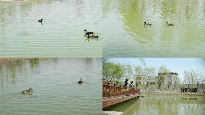 京城槐园 水中的鸭子