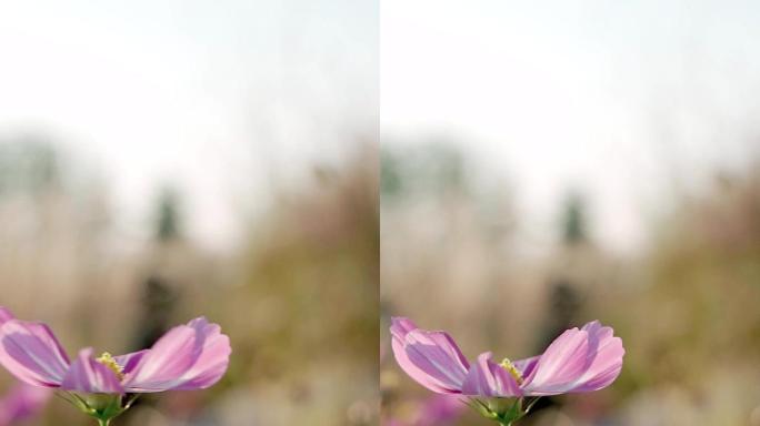 北京秋天公园里盛开的波斯菊花