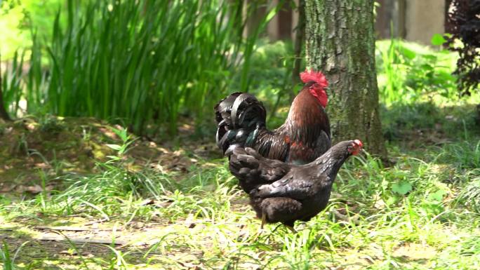 养殖 农业 母鸡 天然喂养 散养鸡