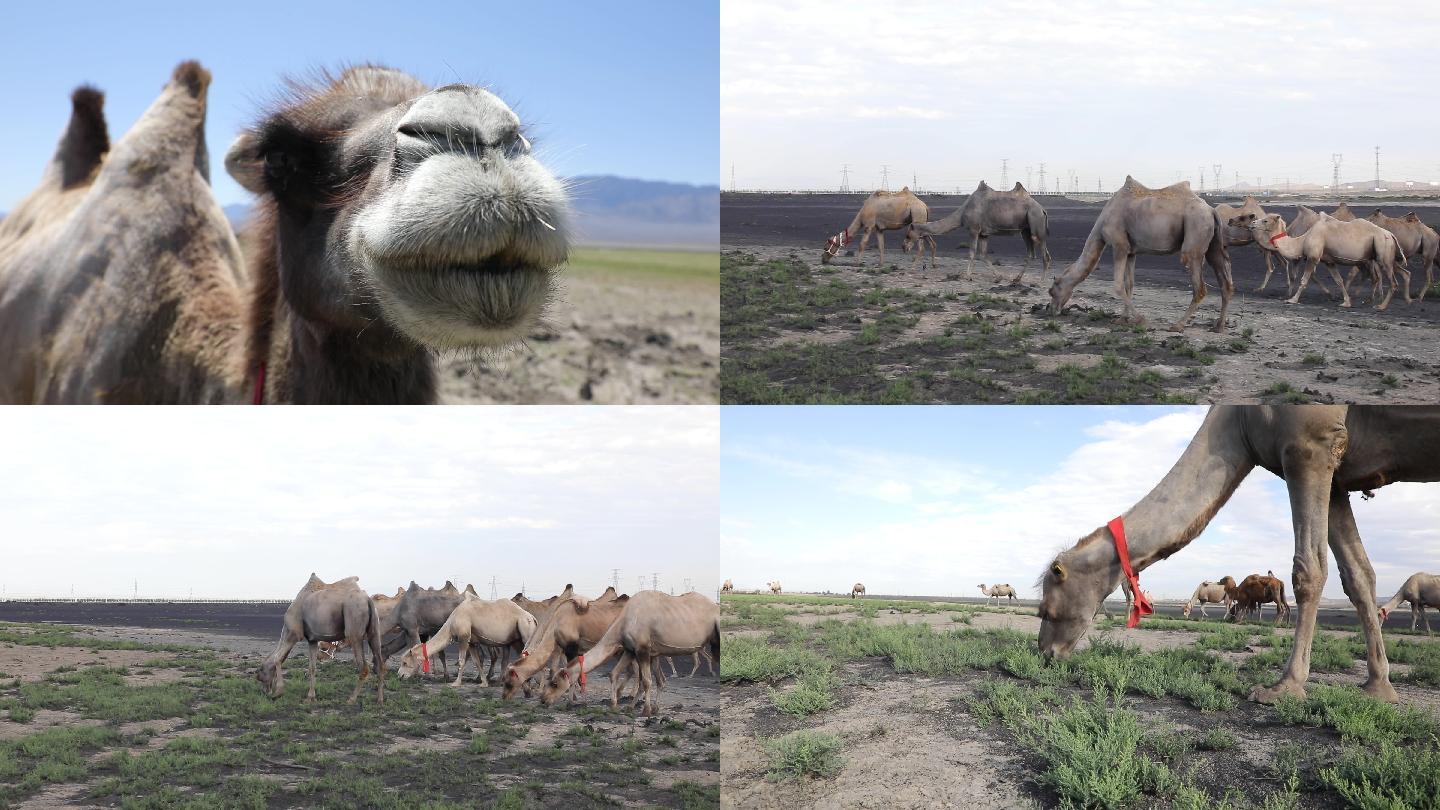 新疆骆驼美景
