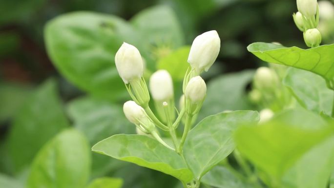 茉莉花特写和花农花地横县茉莉花