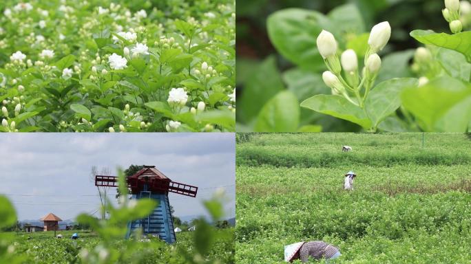 茉莉花特写和花农花地横县茉莉花