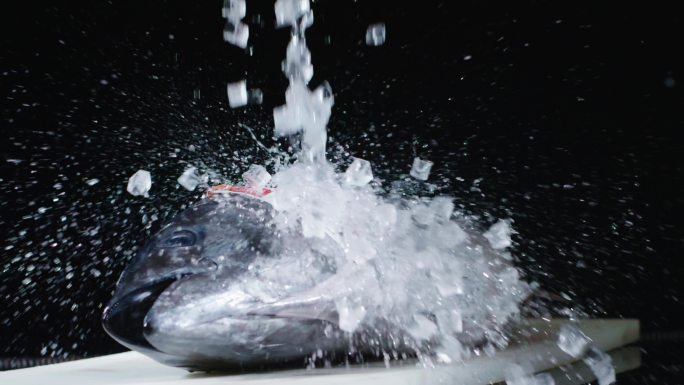 蓝鳍金枪鱼与冰块慢动作